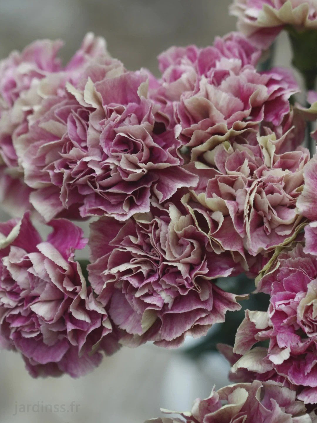 🎁50% de Réduction 🌸Graines D'œillet