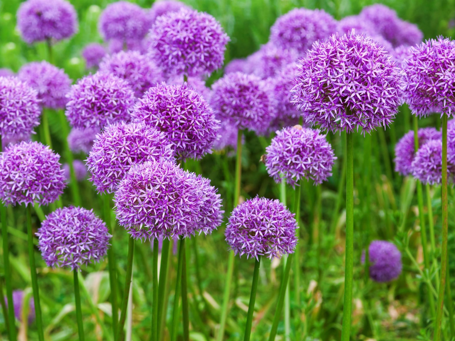 🌸 Giant Allium: A Royal Bloom for Your Garden 💜