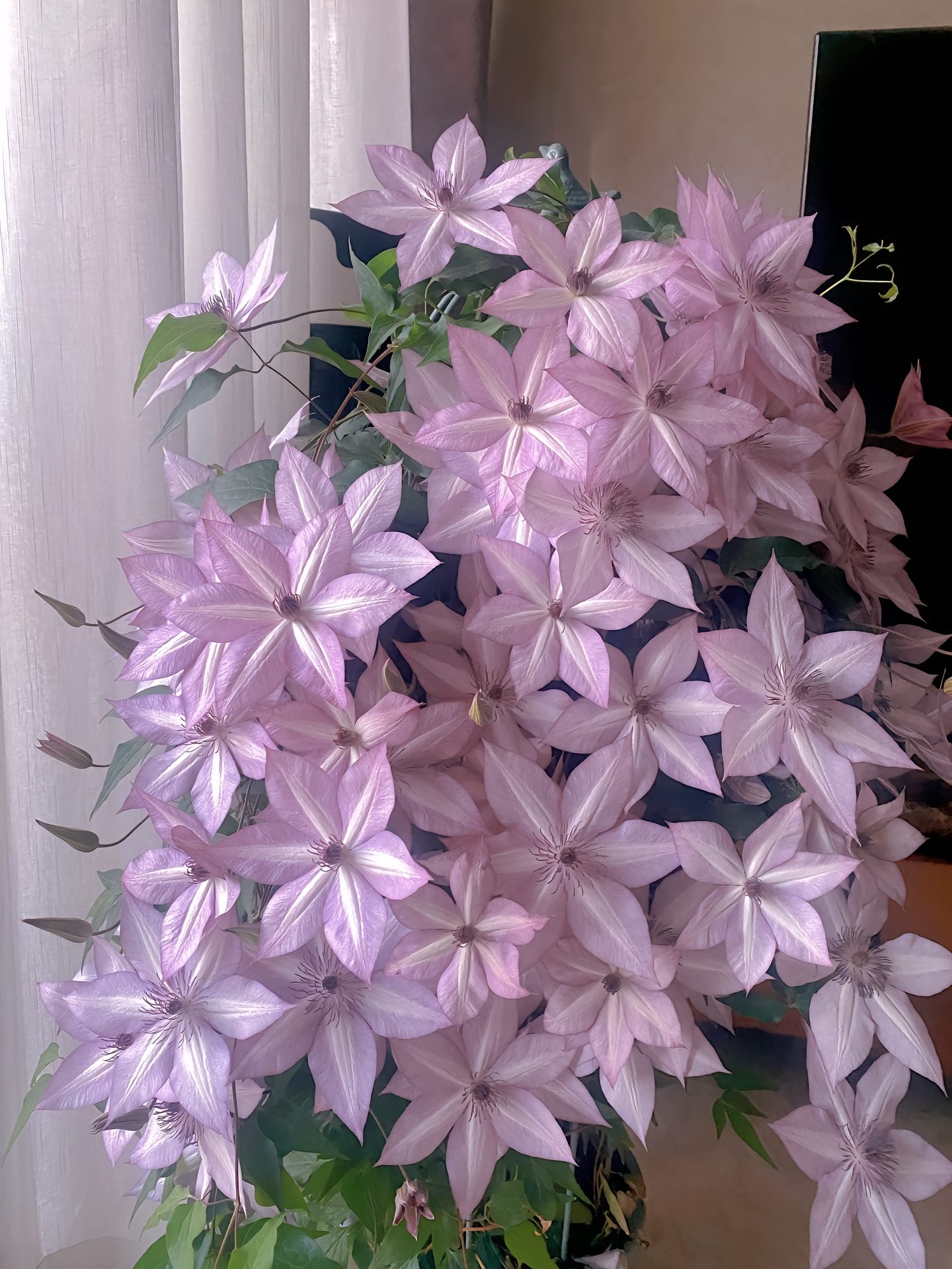 🌸🌼 Clematis - The Queen of Your Garden! 🌼