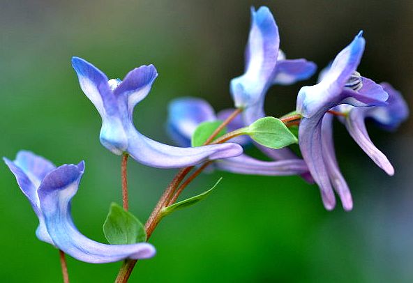 🦜 Corydalis Caudata Seeds 🌼