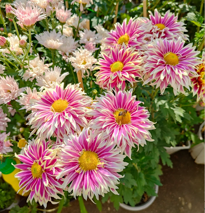 Rare Treasure Chrysanthemum Seeds 🌸✨