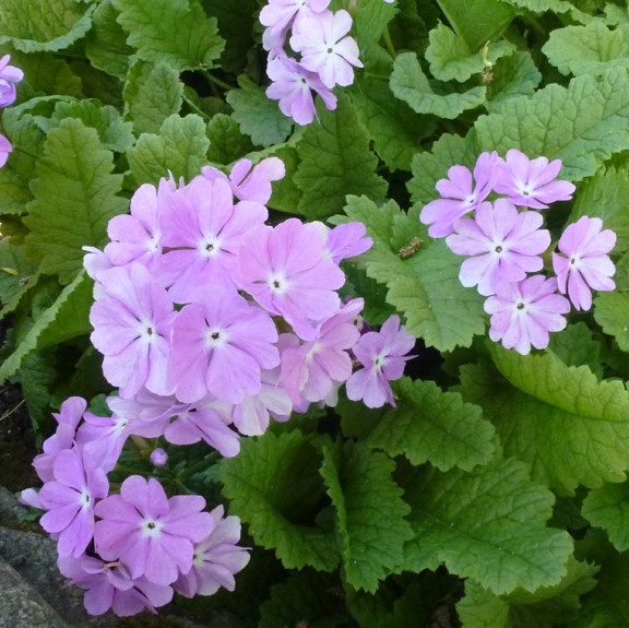 Low light 🌼 Small balcony 🌸 Plant it 🌹 Primrose