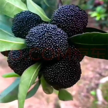 Giant Bayberry: Ping-Pong Ball Size, ⭐Strawberry-Cherry Fusion Flavor