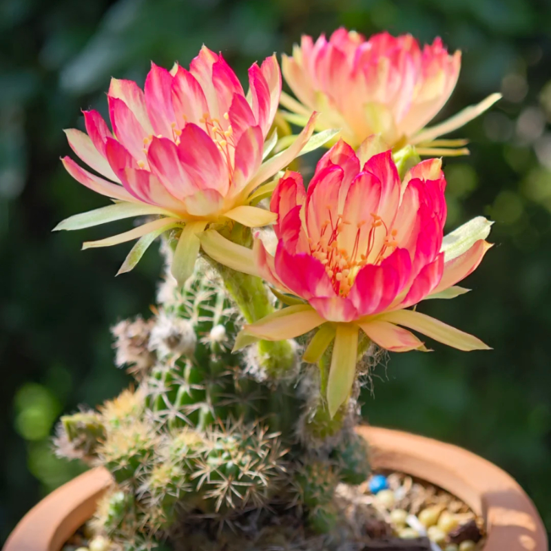 Easy care🌵🌸Flowering Cactus Seeds