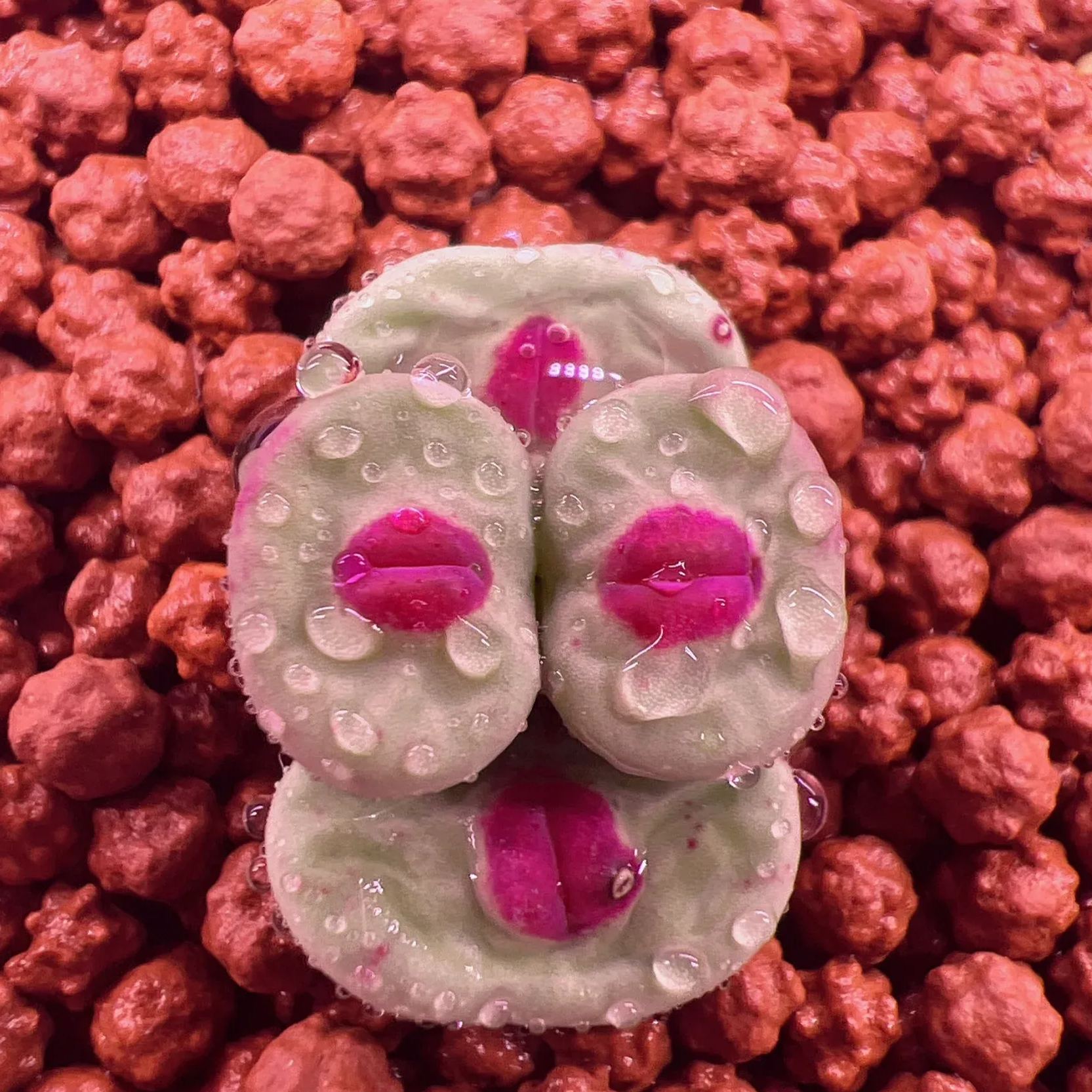 Red Lips, Rare Succulents