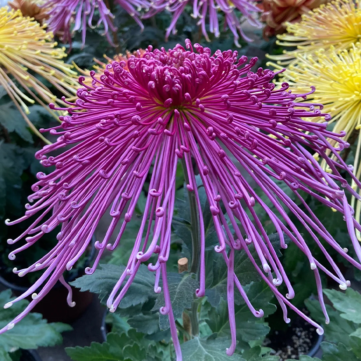 Rare Golden Chrysanthemum Seeds-Longevity Flower💞
