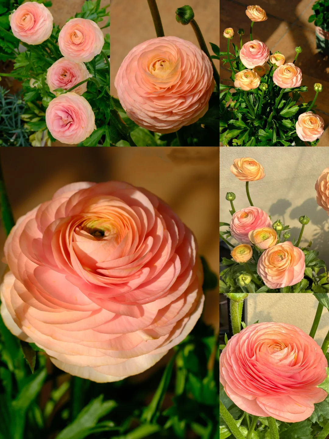 🌷 The most beautiful flower in the garden - buttercups