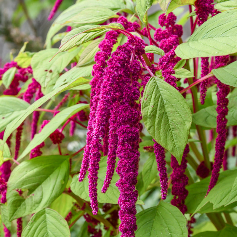 🌿 Amaranthus Caudatus Seeds – The Stunning & Nutritious Love-Lies-Bleeding! 🌾
