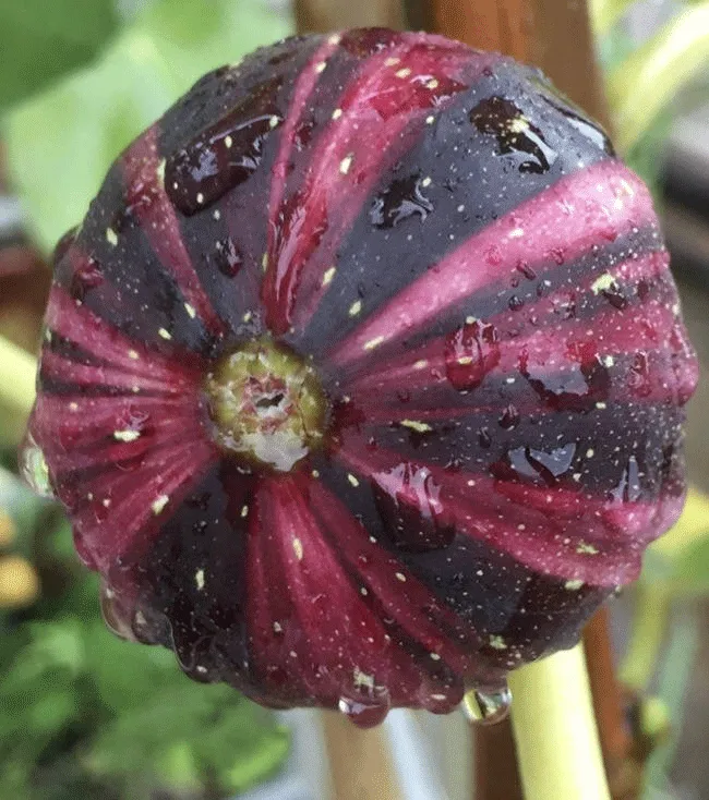 ?Rainbow Figs (BNR Figs) �C Pretty And Delicious