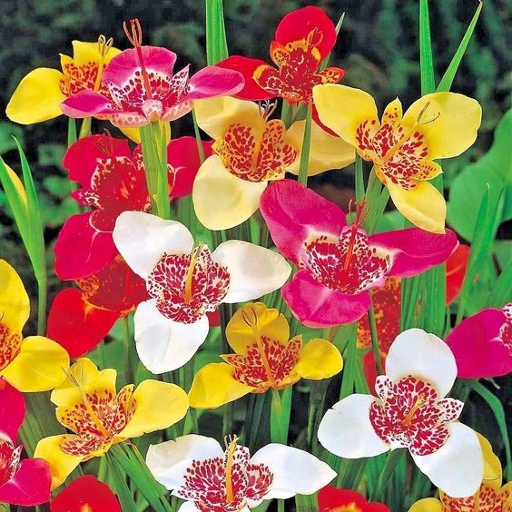 Tiger Flower Bulbs (Tigridia pavonia 'Aurea')