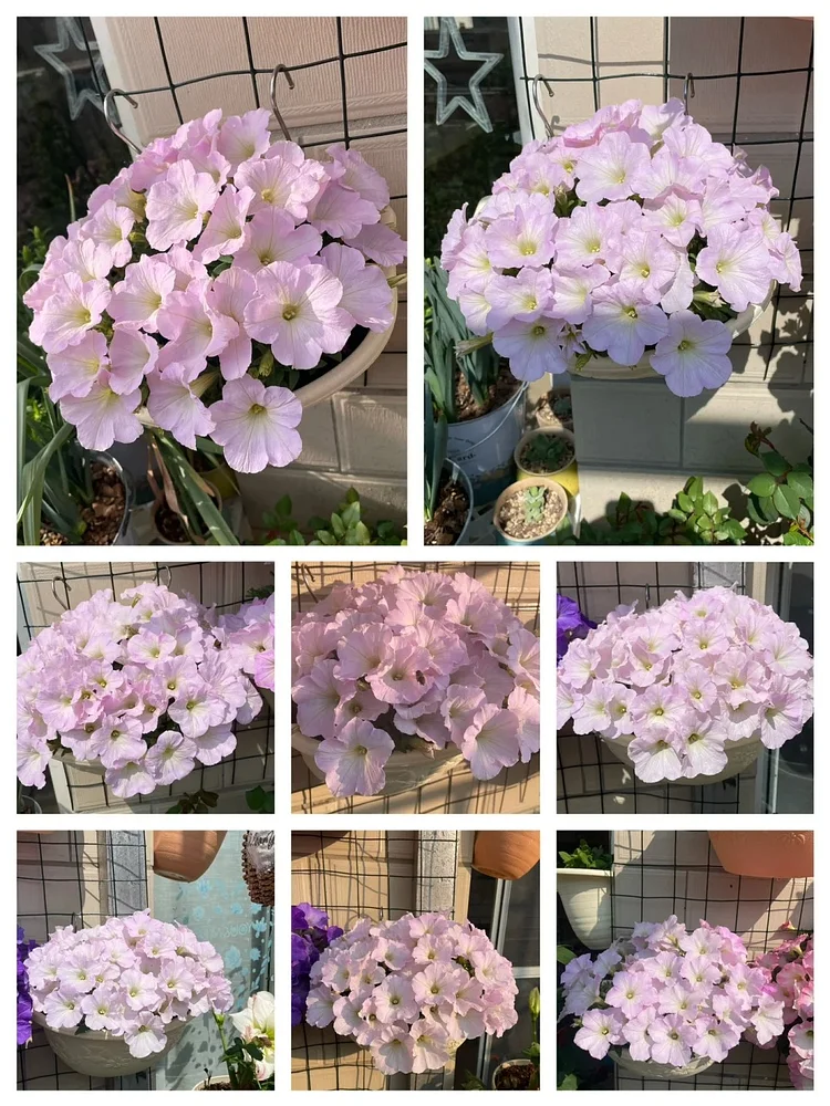 🌼 Petunia Seeds｜60-Day Flower Waterfall｜Perfect for Beginners