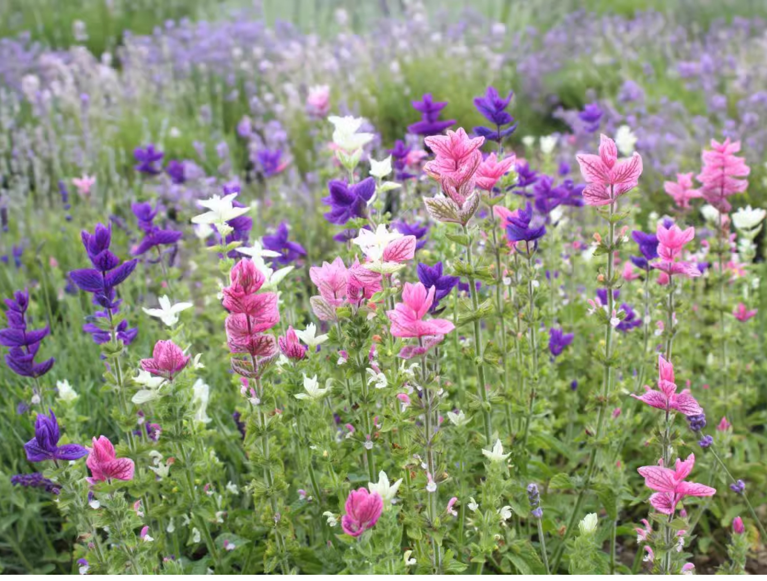 Sage (Salvia) Seeds – Blue Sage (Salvia officinalis) 🌿