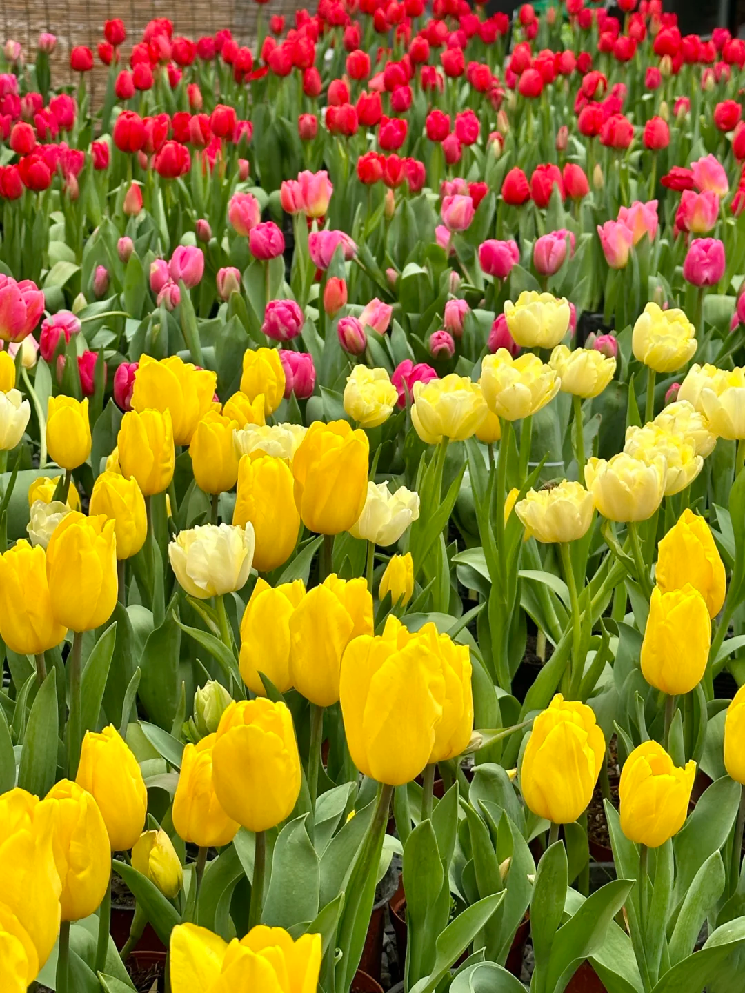 🌷 Tulip Bulbs: Your Gateway to Vibrant Spring Blooms! 🌷