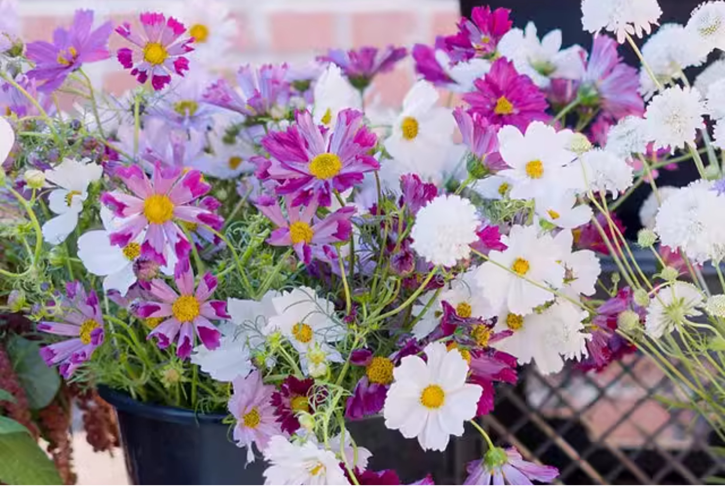 Cosmos "Seashells" Seeds – Giant Cosmos (Cosmos bipinnatus) 🌸