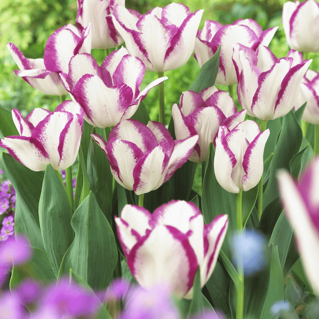  Tulip Bulbs 🌷 - Brighten Your Garden with Stunning Spring Blooms 🌸