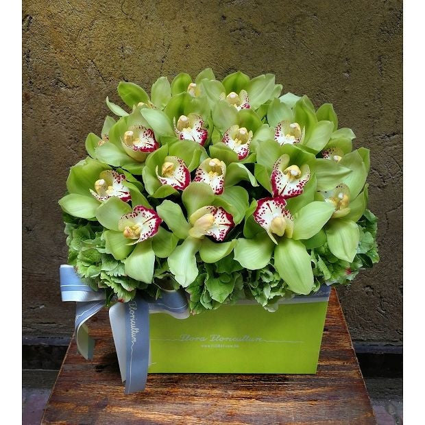 Graines d'orchidées Cymbidium - Vert clair