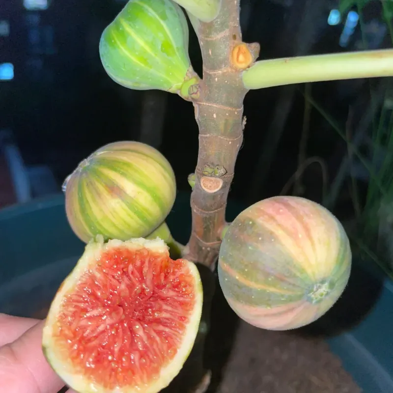 ?Rainbow Figs (BNR Figs) �C Pretty And Delicious