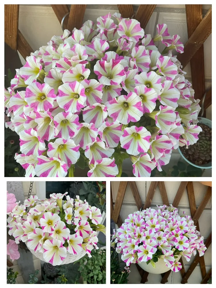 🌼 Petunia Seeds｜60-Day Flower Waterfall｜Perfect for Beginners