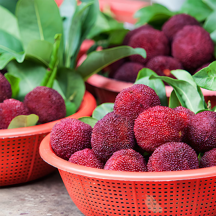 Giant Bayberry: Ping-Pong Ball Size, ⭐Strawberry-Cherry Fusion Flavor