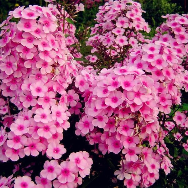 Phlox Flower Seeds
