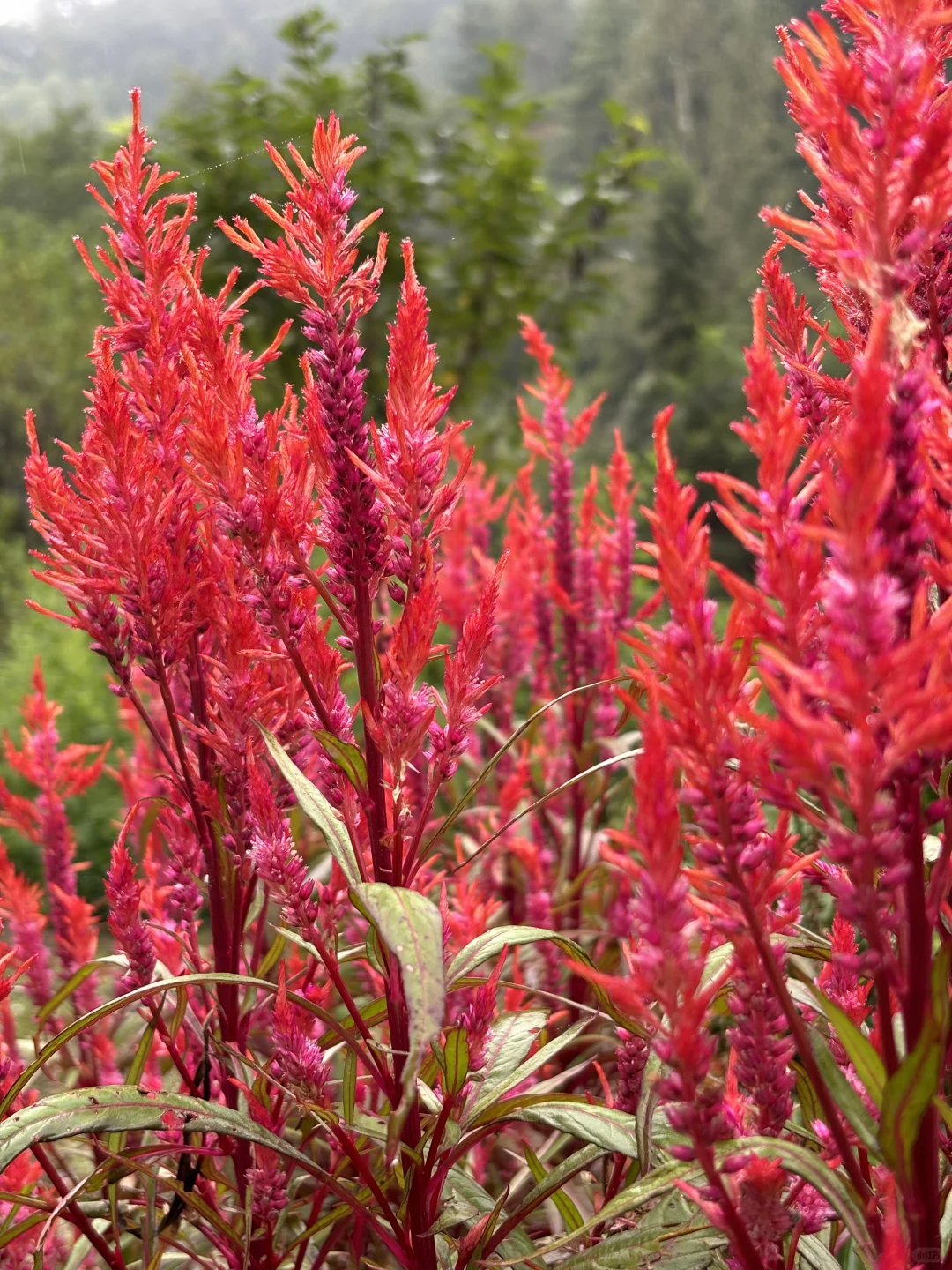 Celosia cristata
