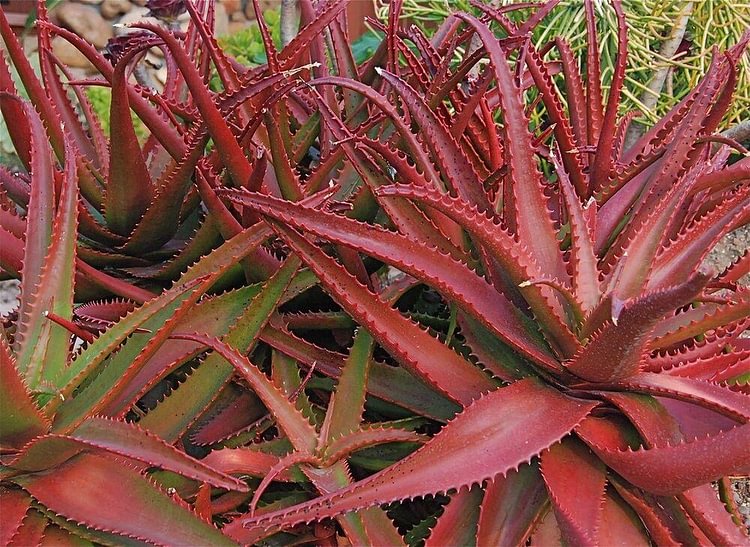 50 seeds aloe cameronii - Red Aloe Vera