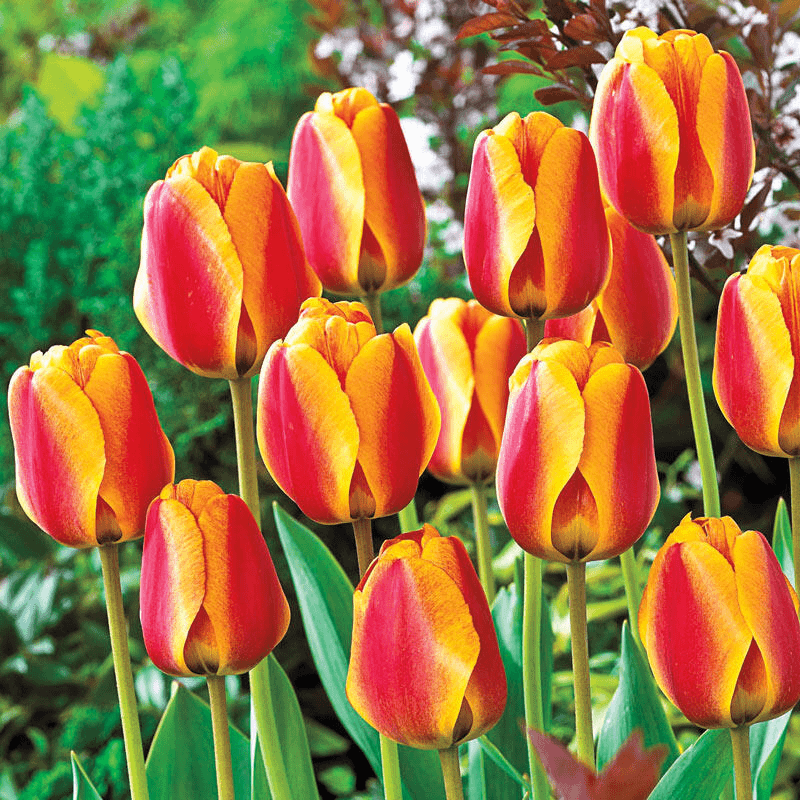  Tulip Bulbs 🌷 - Brighten Your Garden with Stunning Spring Blooms 🌸