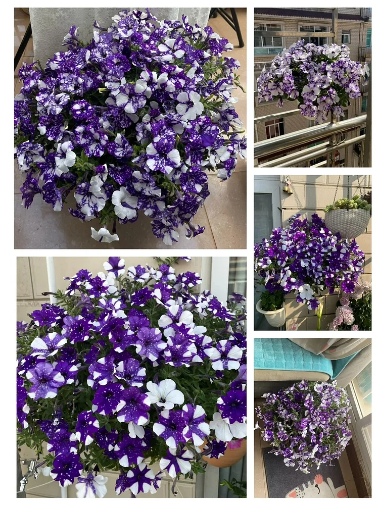 🌼 Petunia Seeds｜60-Day Flower Waterfall｜Perfect for Beginners