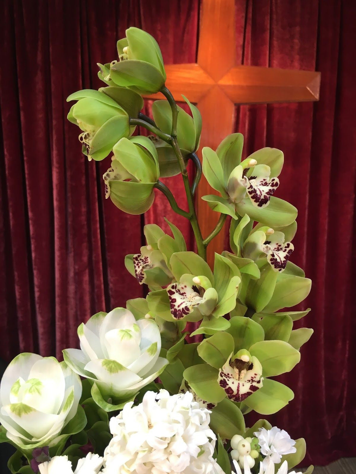 Graines d'orchidées Cymbidium - Vert clair