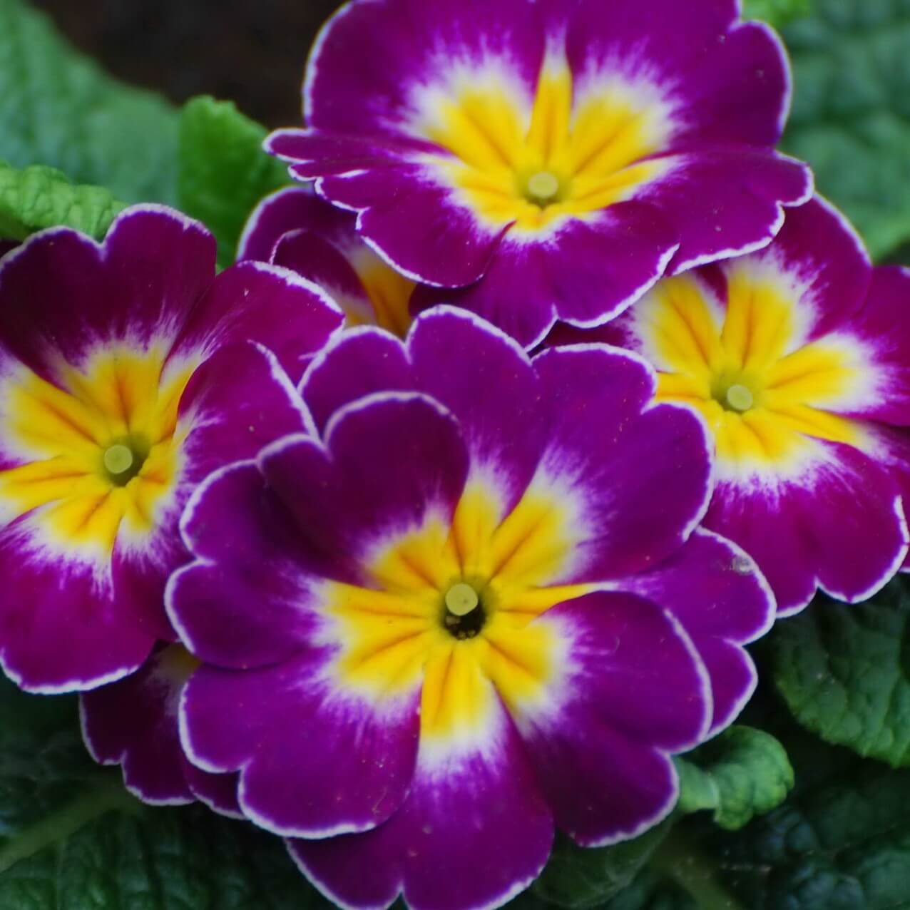 Low light 🌼 Small balcony 🌸 Plant it 🌹 Primrose