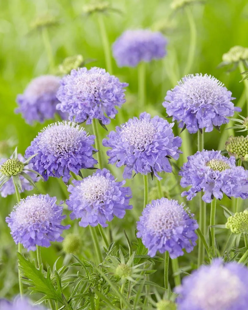 Sweet Scabious🌸 - A Beautiful and Fragrant Flower