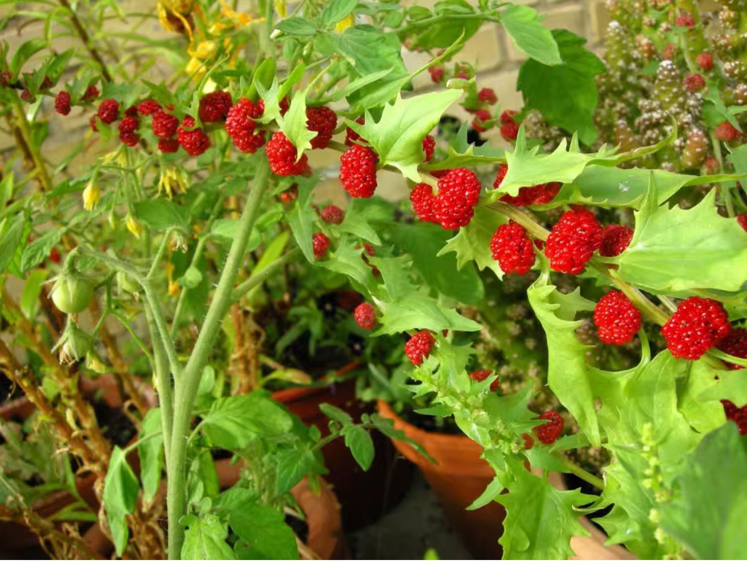🍓 Strawberry Blite Seeds – Chenopodium capitatum 🍃
