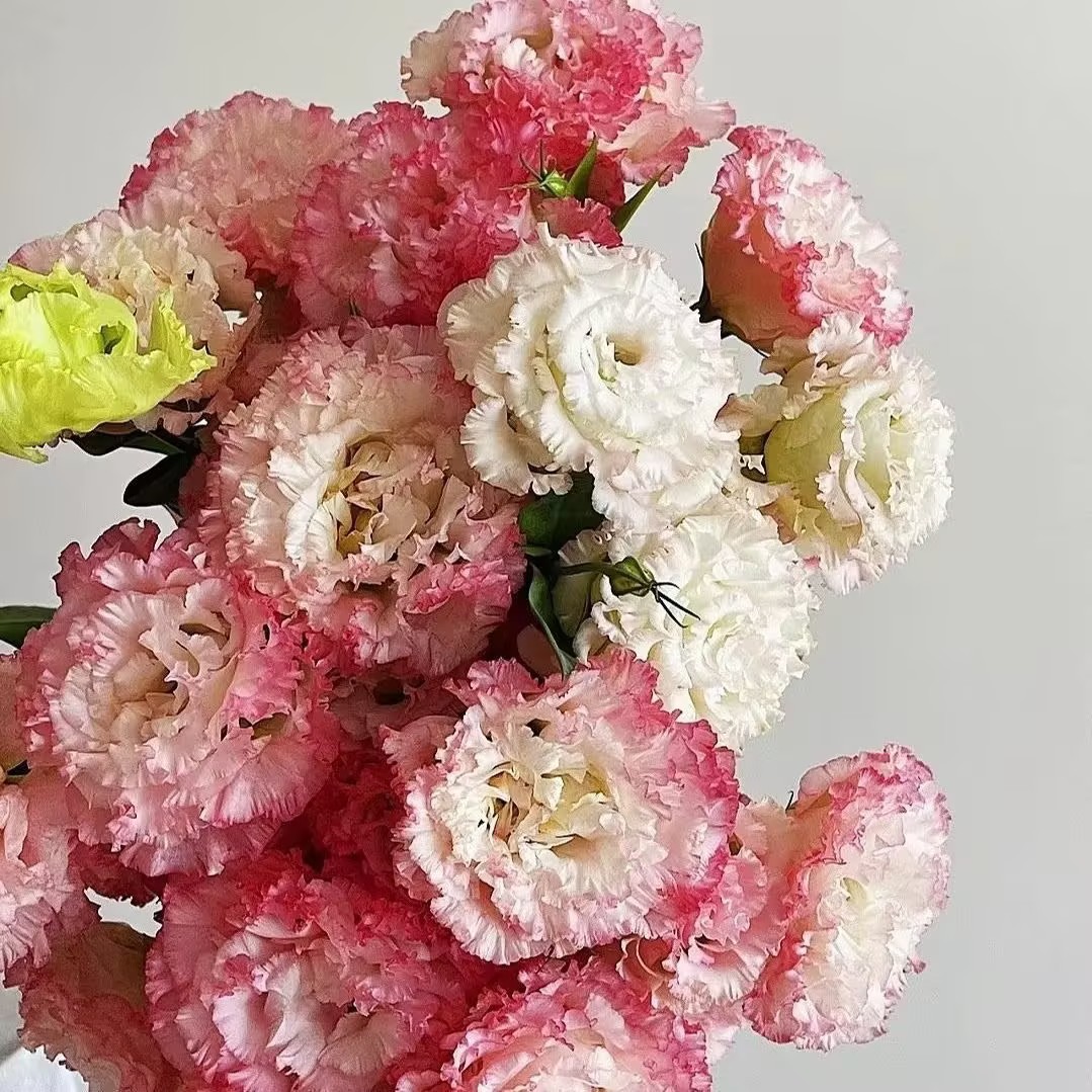 🌷Lisianthus Seeds 🌈Year-Round Double Blooms🌟