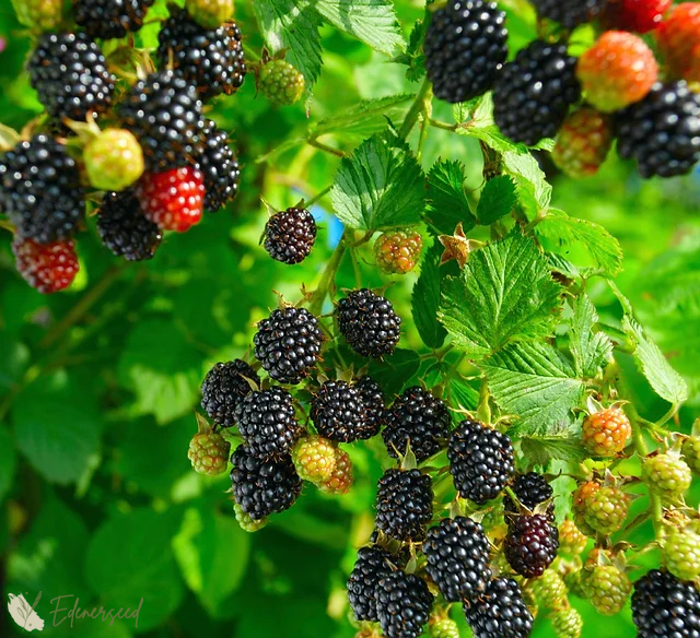 Mulberries – Nature's Sweet Delight 🍇