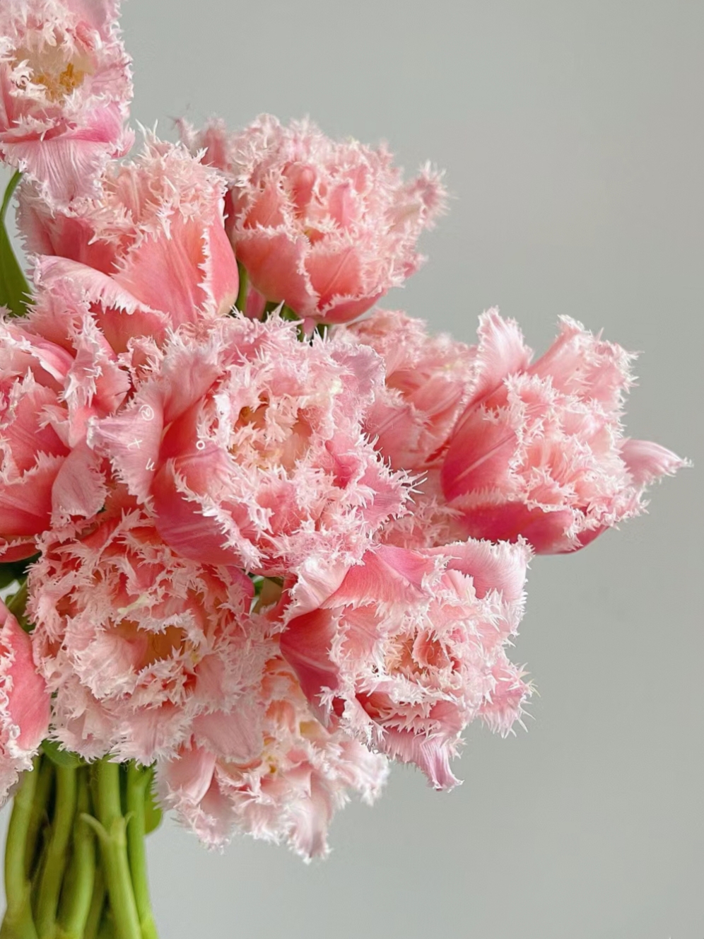 🌟 Rare Fringed Tulip Seeds 🌷✨