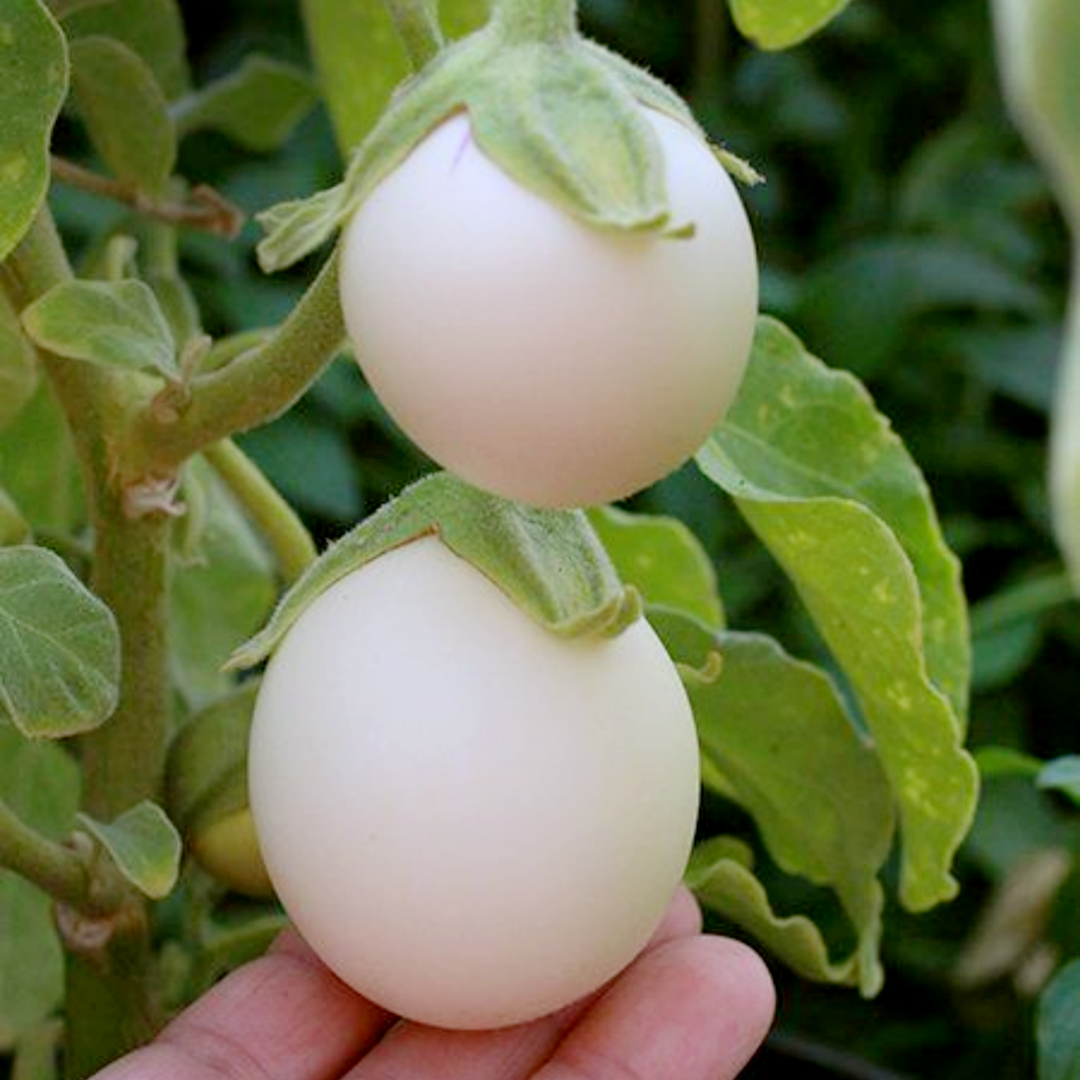 White Eggplant Seeds – Solanum melongena 🌱🍆