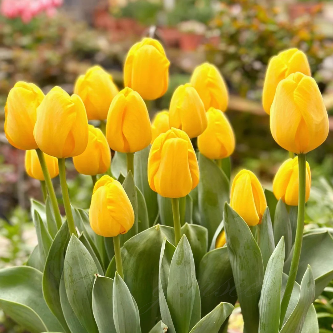  Tulip Bulbs 🌷 - Brighten Your Garden with Stunning Spring Blooms 🌸