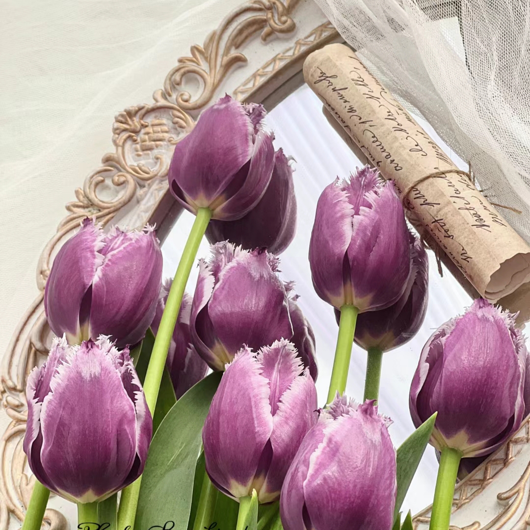 🌟 Rare Fringed Tulip Seeds 🌷✨