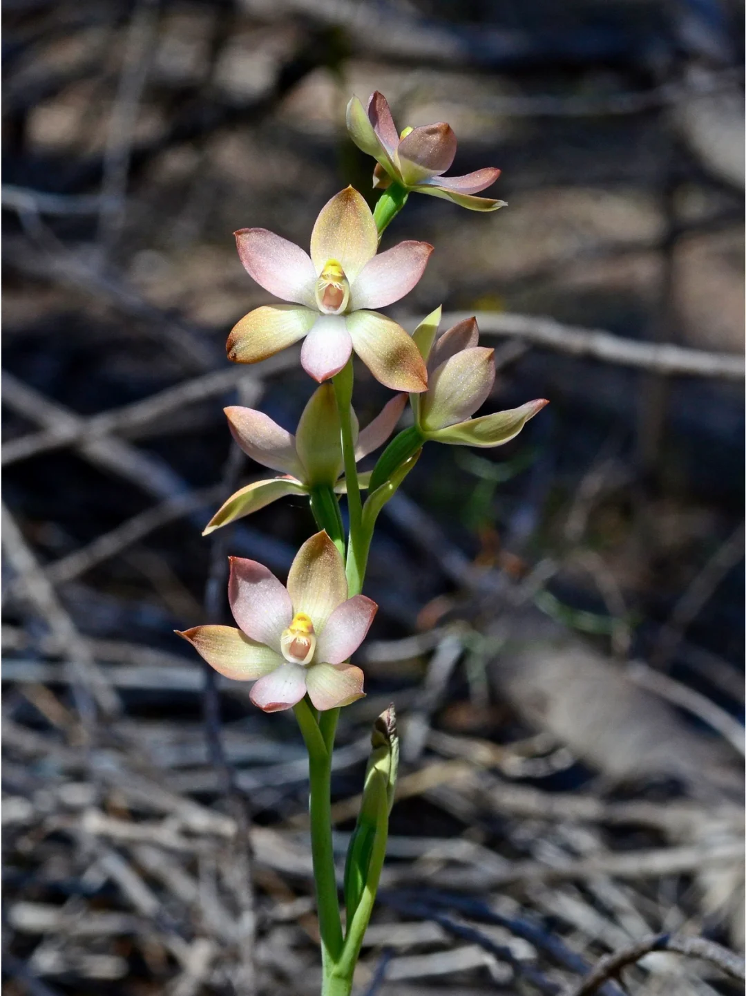 The Enigmatic Bluebell Sun Orchid (Thelymitra ixioides) – Rare Seeds Now Available!