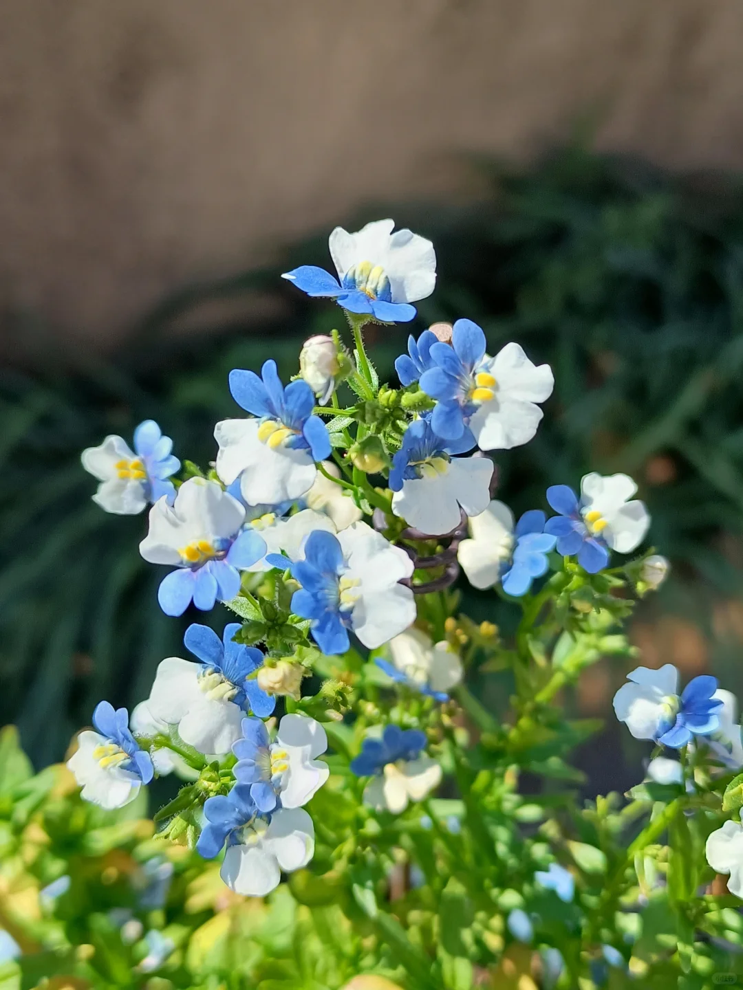 💐💐The teeming world-Dragon Face Flower