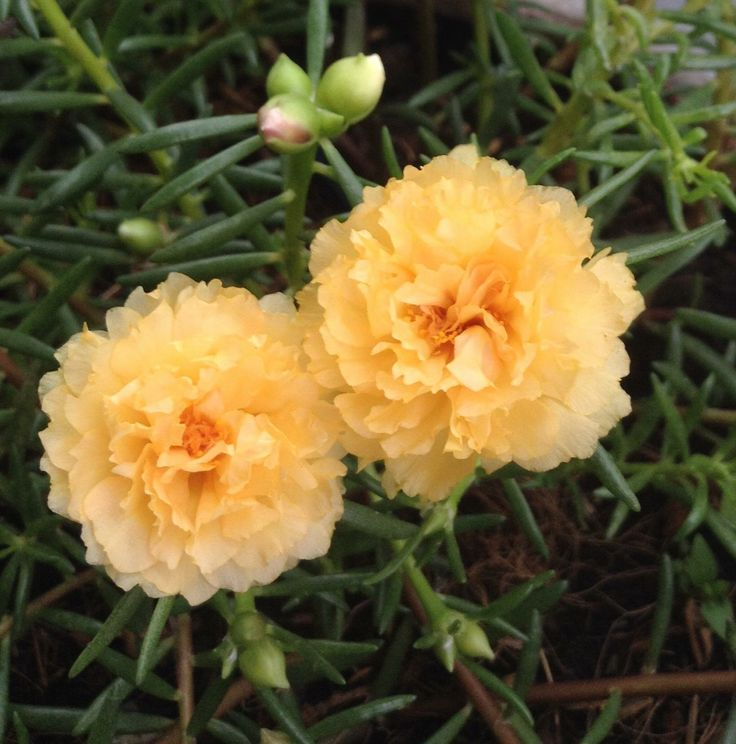 🌼 Moss Rose: The Sunshine Bloom That Thrives with Love! 🌞