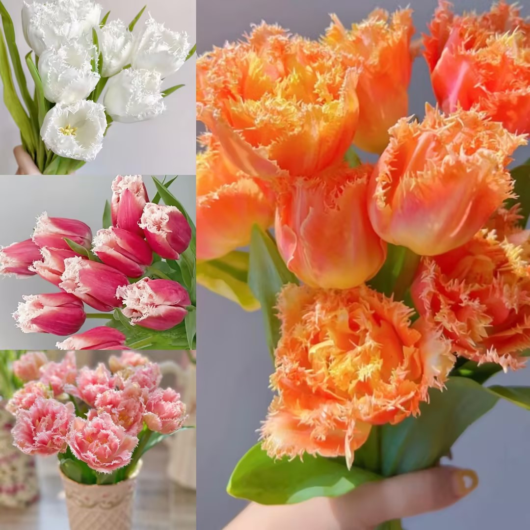 🌟 Rare Fringed Tulip Seeds 🌷✨