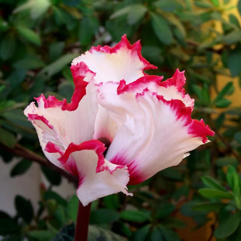 🌱Lachenalia Aloides Seeds🦋