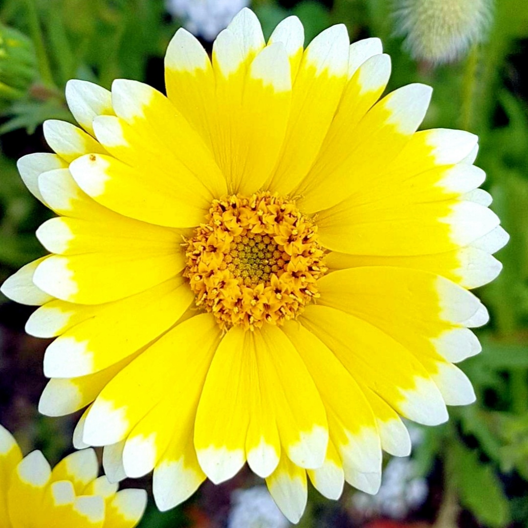 🌼 Laya Marigold Seeds – Tagetes patula L. 🌼