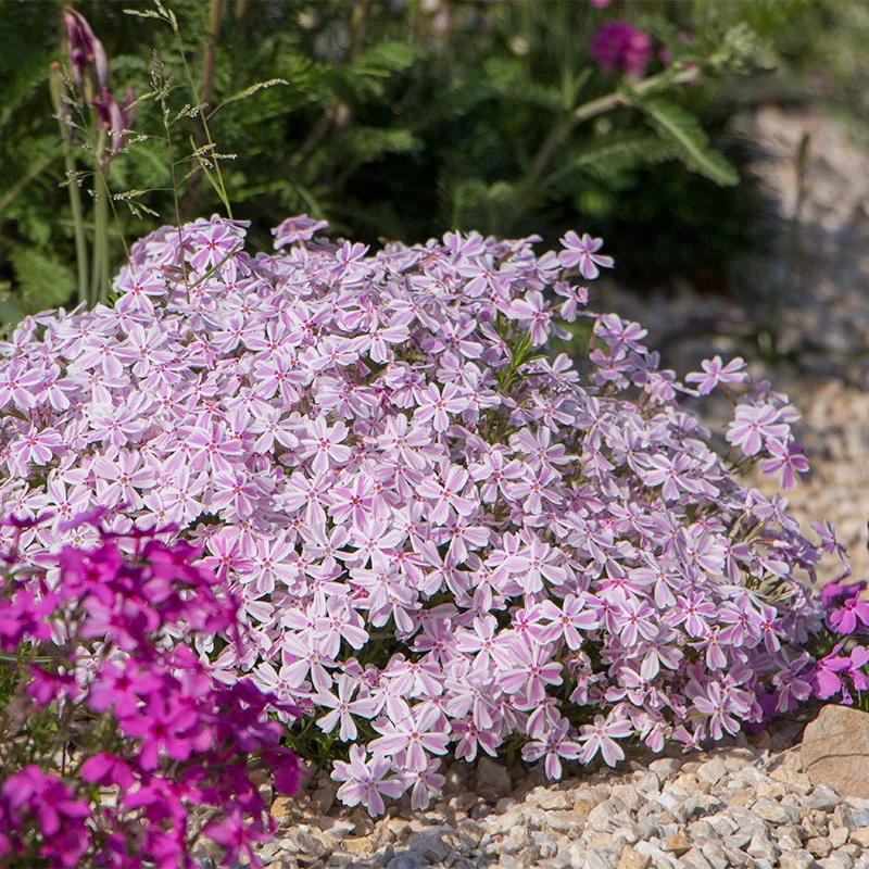 🌱Excellent Ground Cover✨Creeping Phlox Seeds