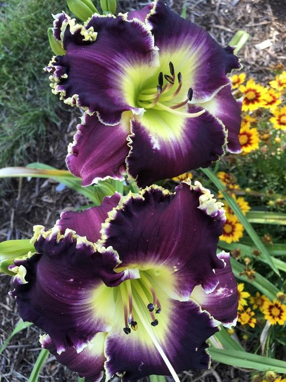 DAYLILY HYBRID FLOWERS SEED