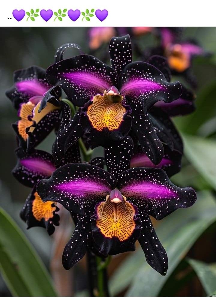 Iris Butterfly Seeds: Where Floral Beauty Takes Flight 🦋✨