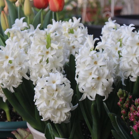 💐Hyacinth—Pure Happiness