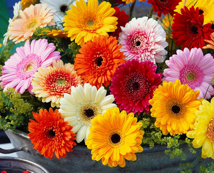 50% OFF🌻Double Gerbera Flowers🌺