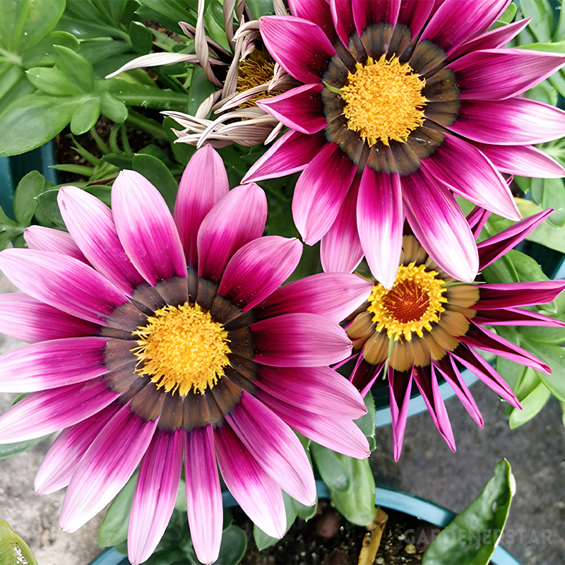 Medal Chrysanthemum Seeds - Flower of Glory